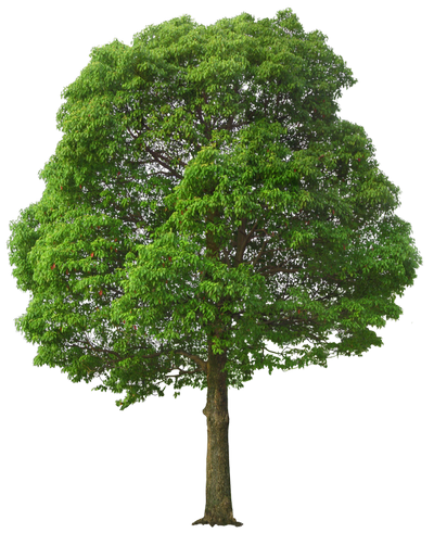 Essences de bois européen